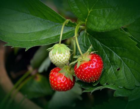strawberry-plant-751178-1920-2
