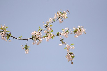 Atelier création d'une branche de cerisier en peinture