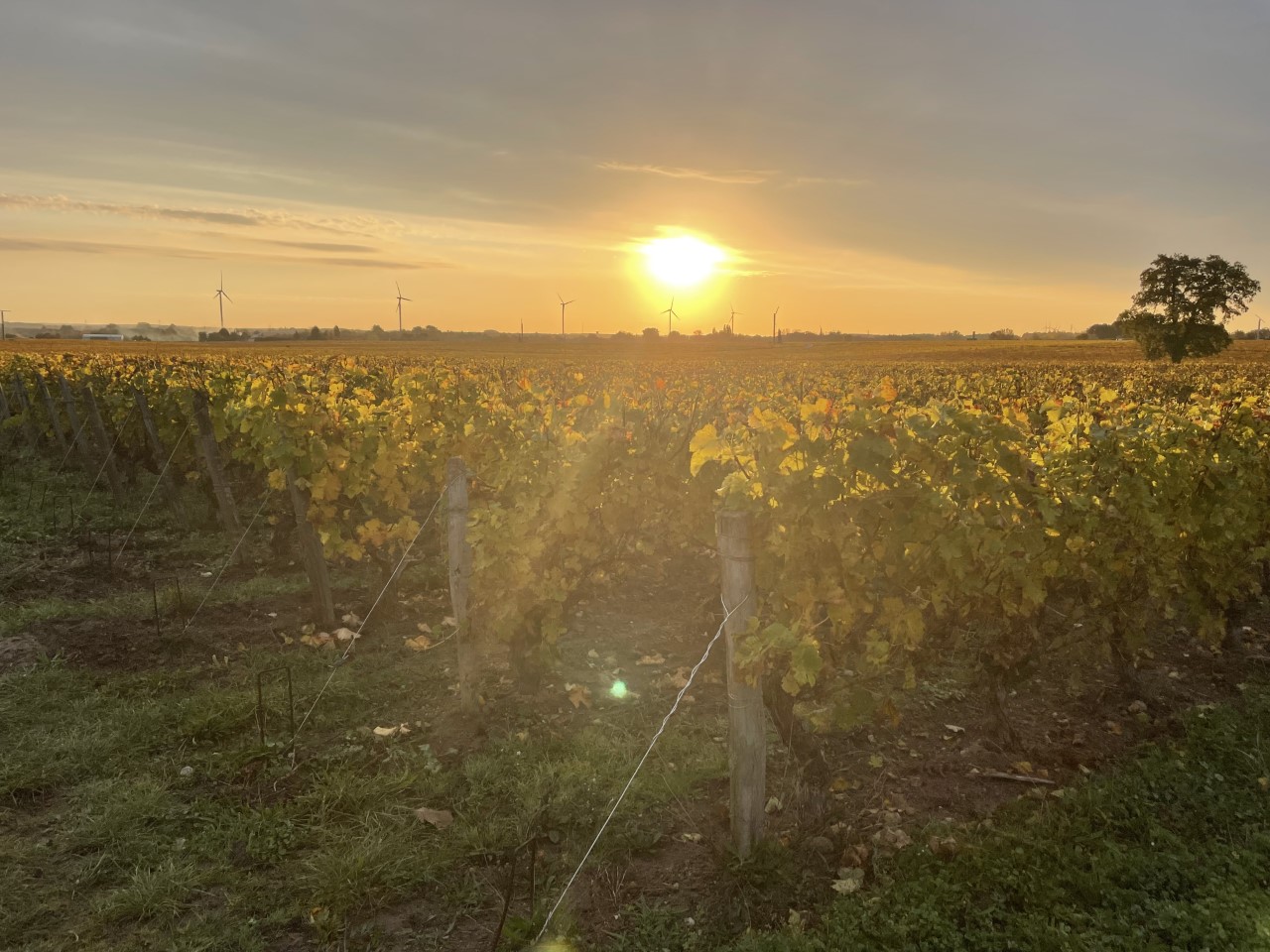 Domaine Philippe Portier — photo 2