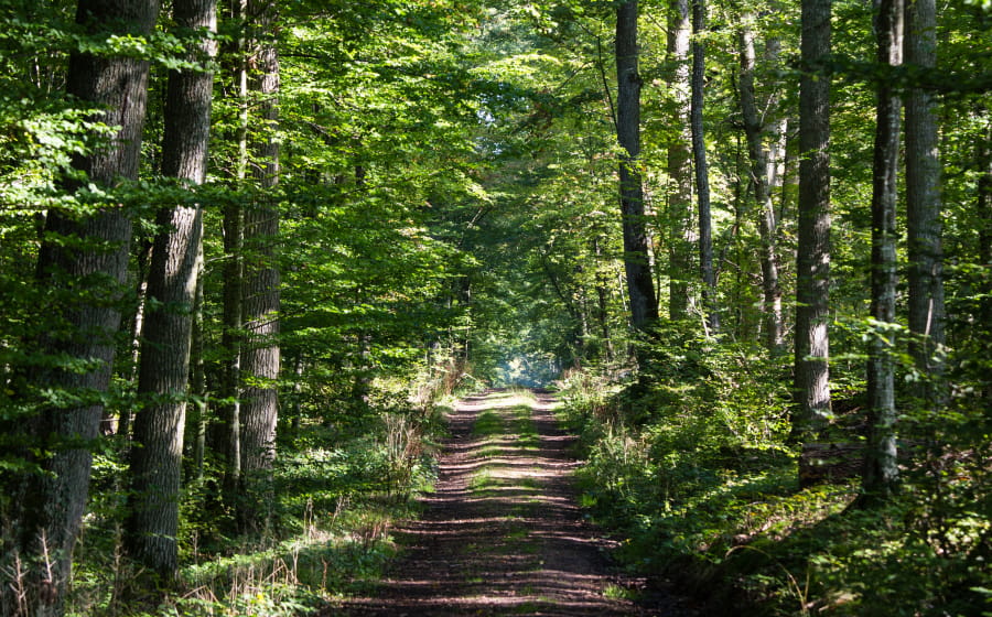 Les secrets de la forêt de Dreux