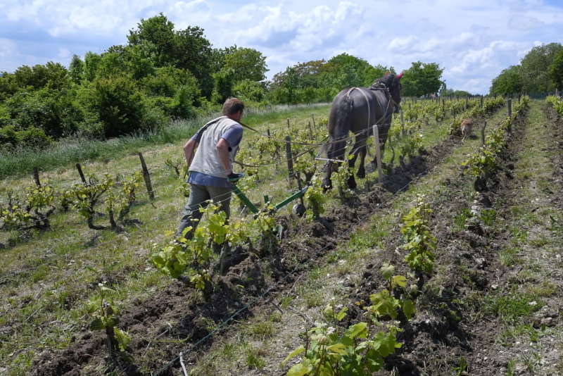 Domaine Vigneau-Chevreau