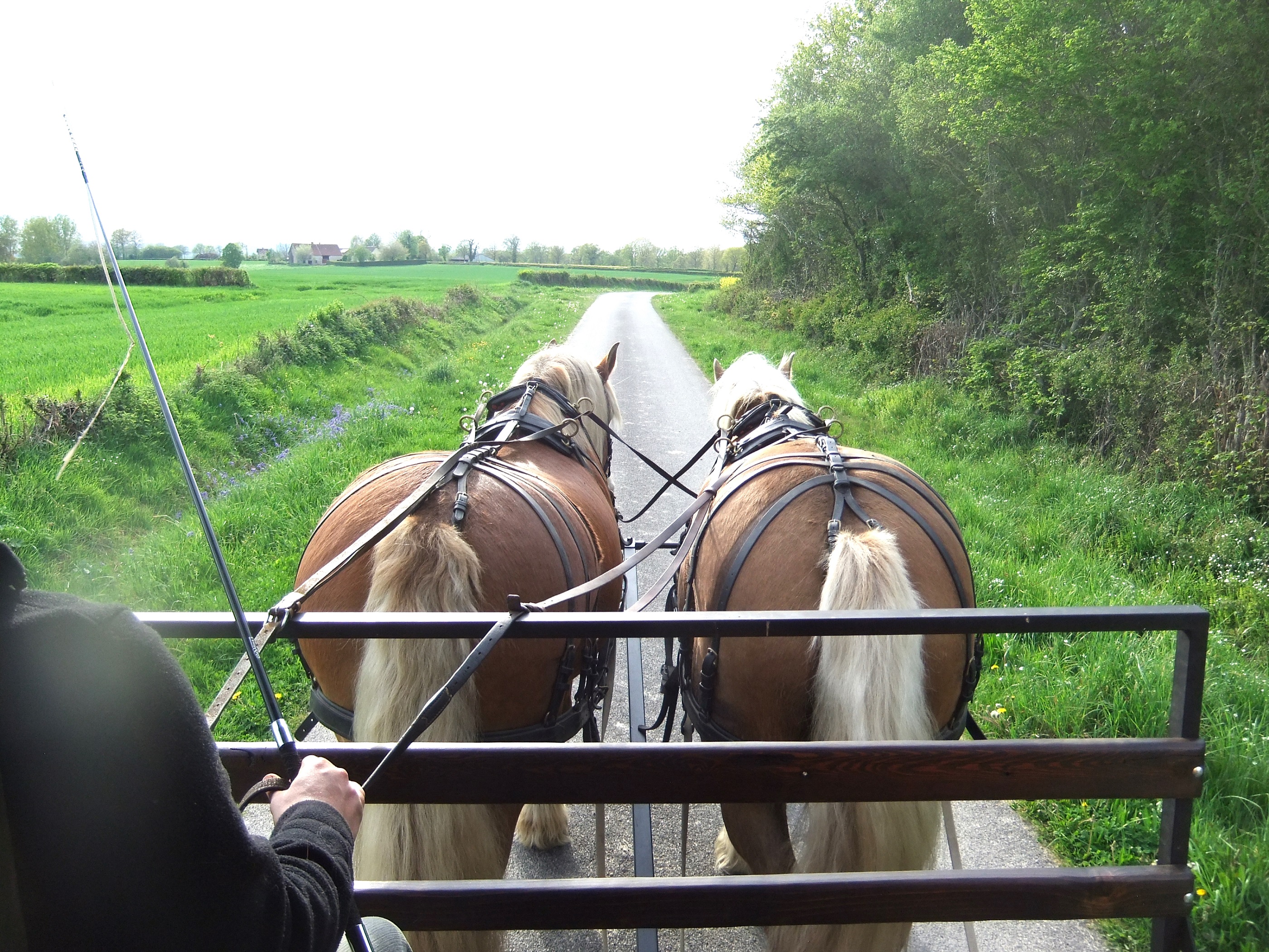 Séjour itinérant en roulotte avec 2 chevaux  France Centre-Val de Loire Cher Saint-Priest-la-Marche 18370