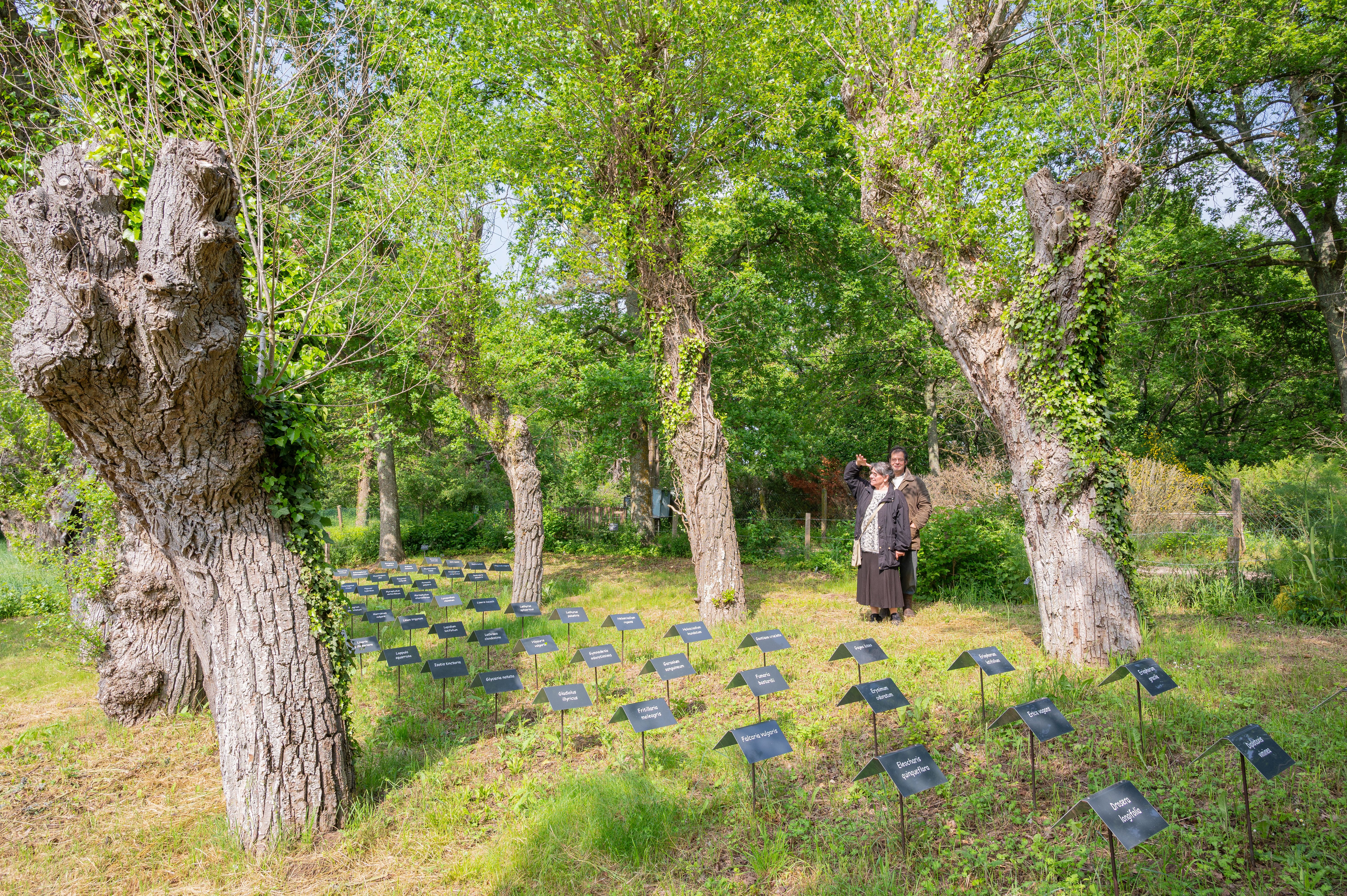 L'Oasis du Dragon, Germigny-des-Prés