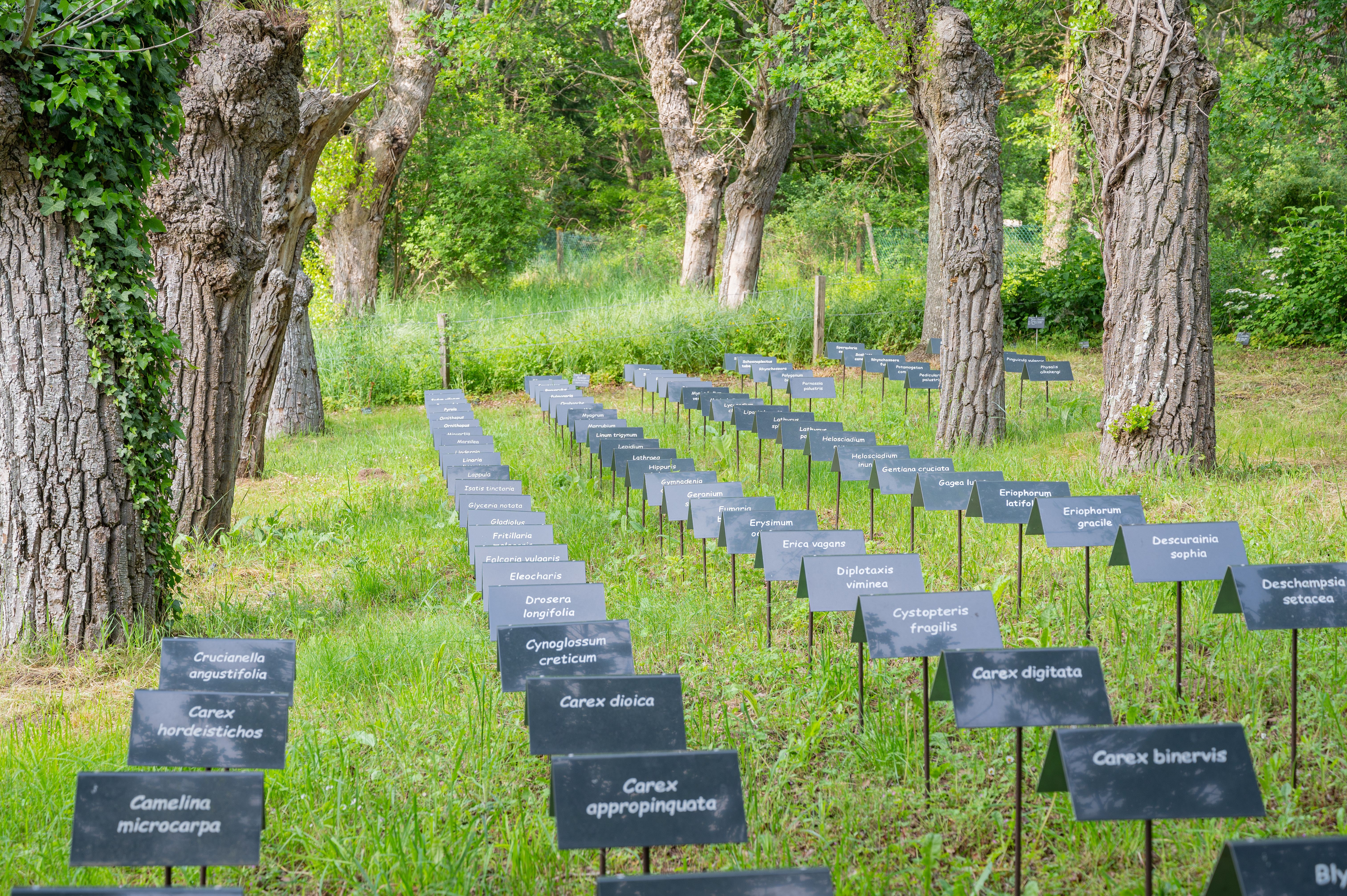 L'Oasis du Dragon, Germigny-des-Prés - photo 3