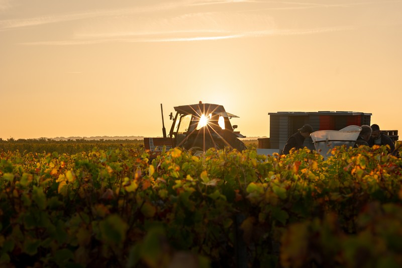 Vignoble Alain Robert — photo 2