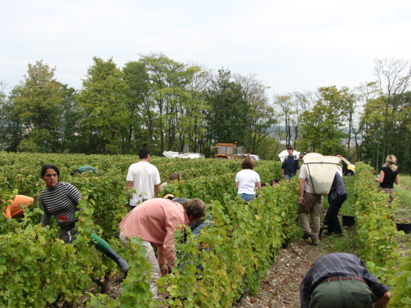 Domaine Vigneau-Chevreau — photo 2
