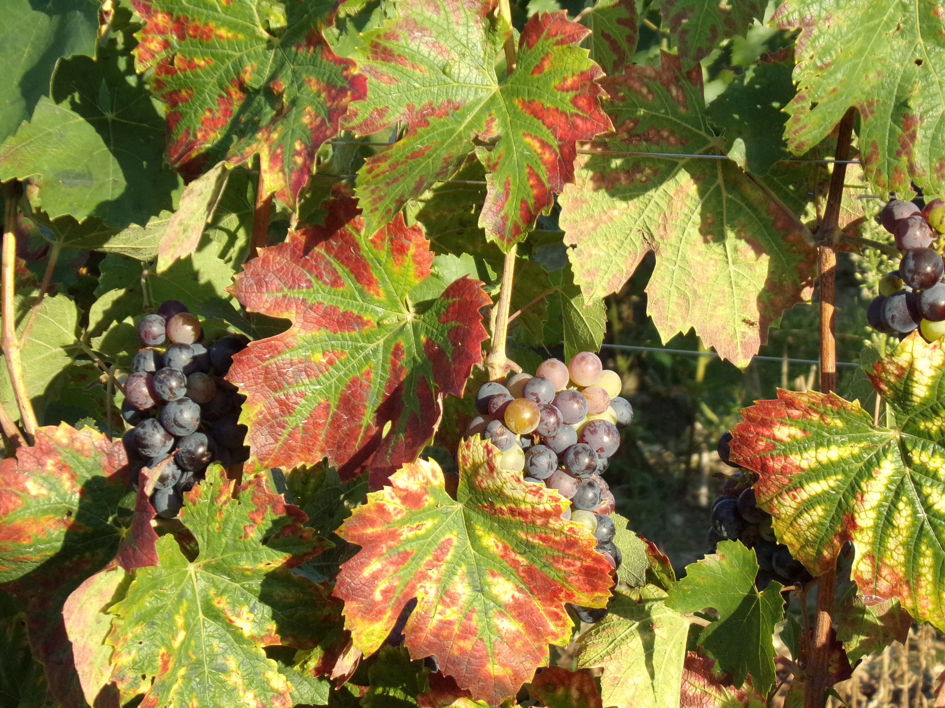 Domaine Roblin