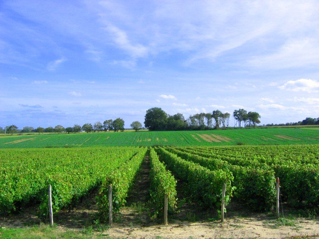 Entre vignobles et hameaux