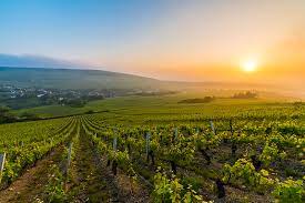 L'Eden du Sancerrois, Sens-Beaujeu - photo 9