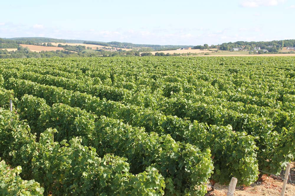 Domaine  Dionet