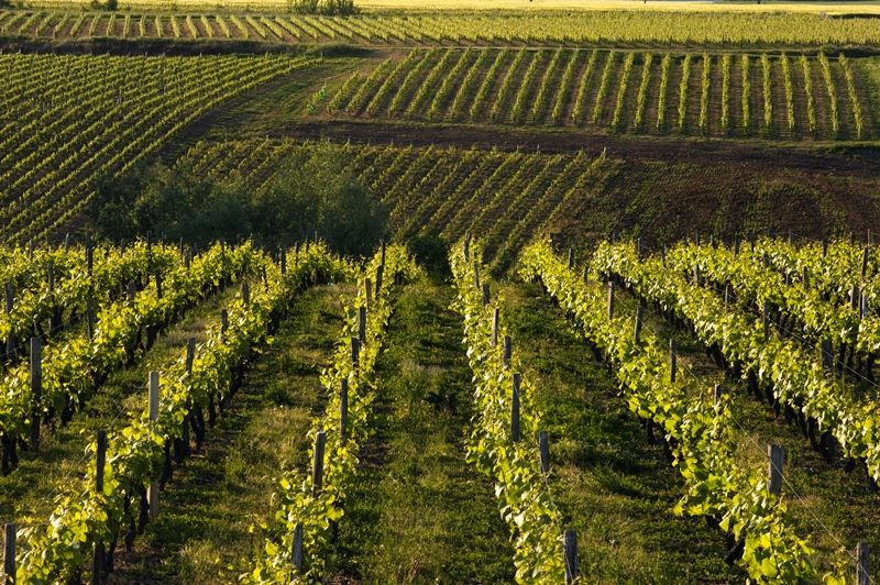 Domaine Daniel