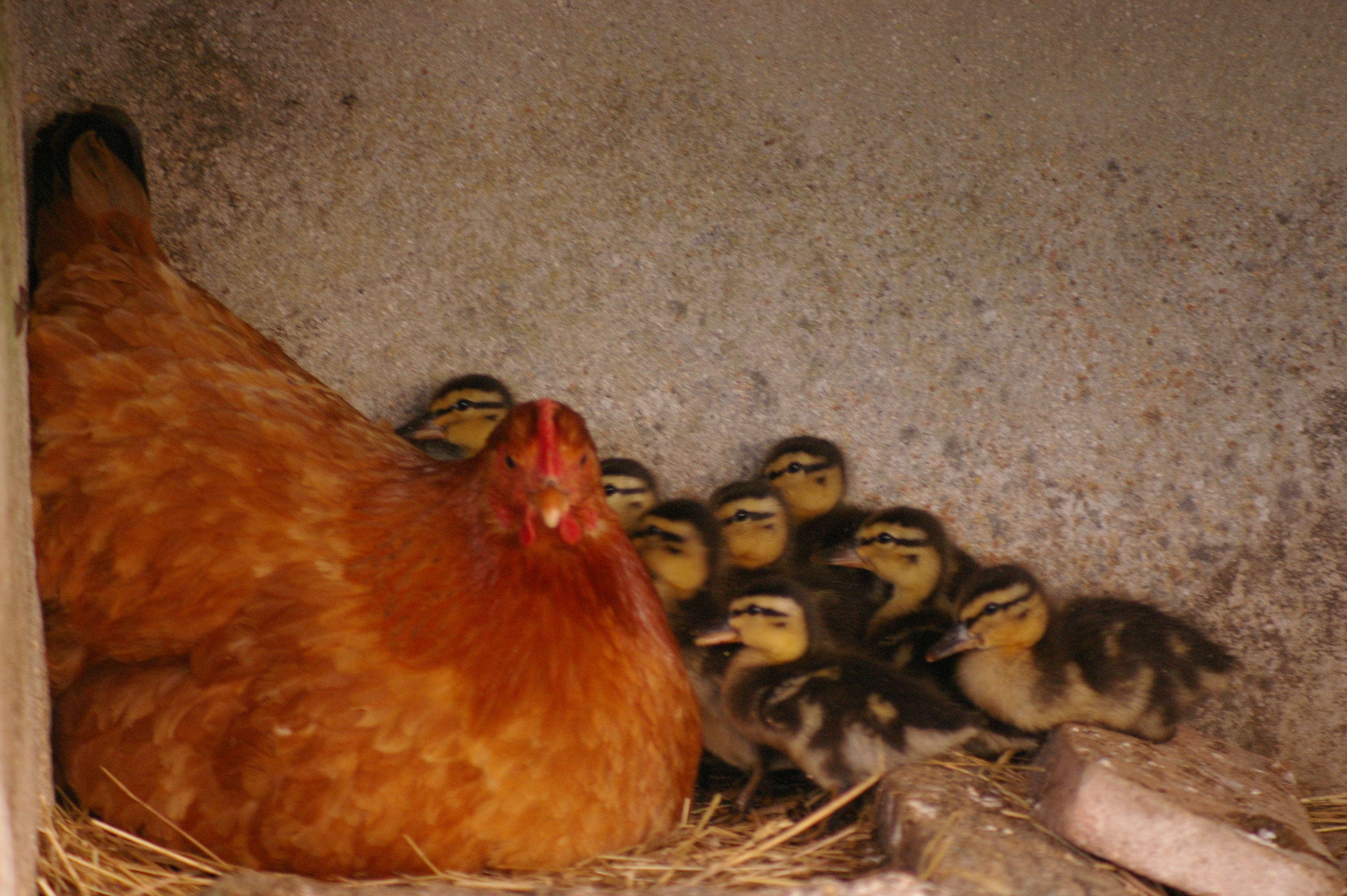 La Grande Gentillière, Dammarie-en-Puisaye - photo 11