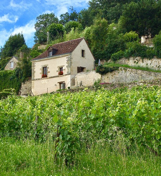 Gite des vignes blanches