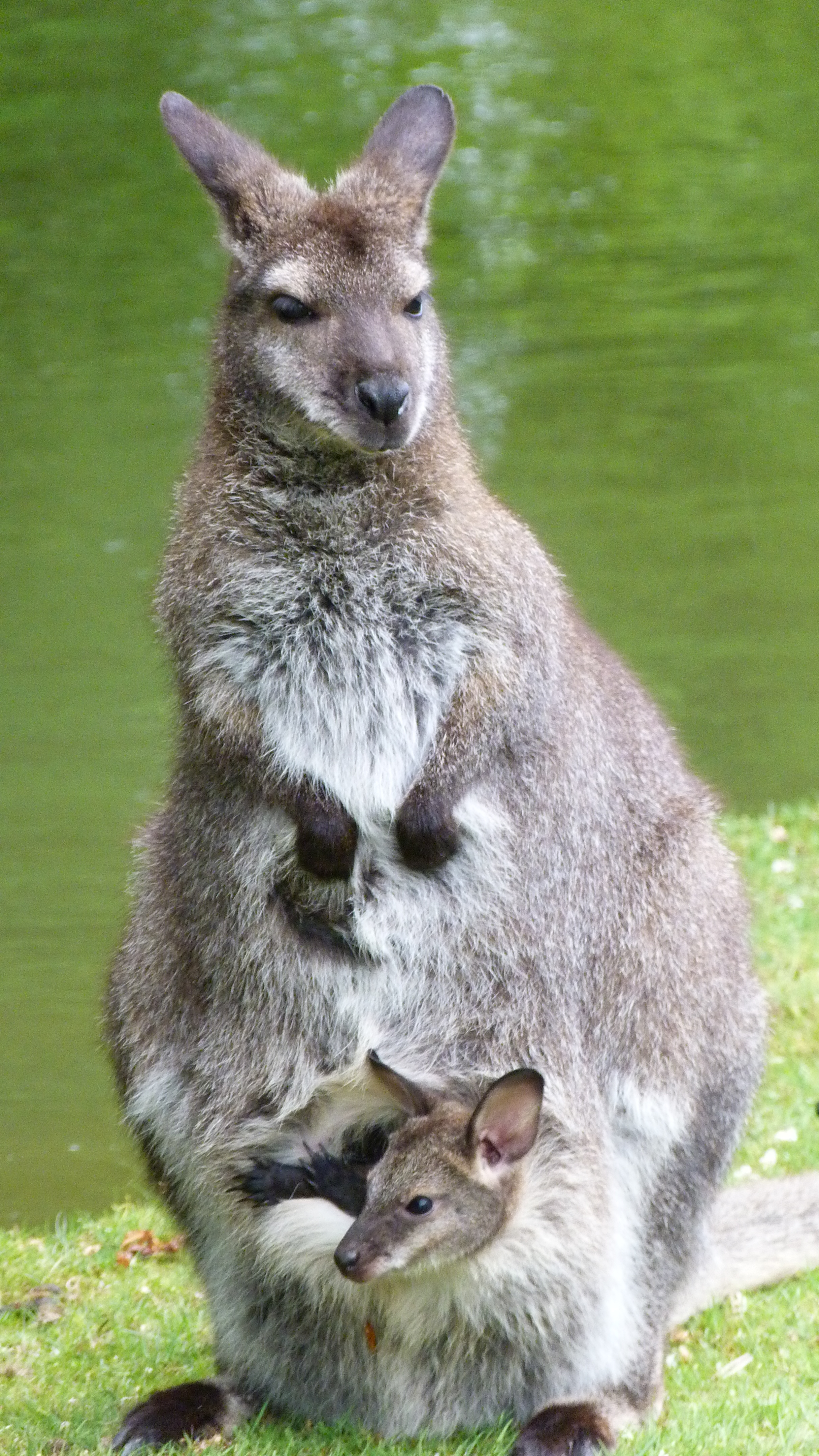 Réserve de Beaumarchais - Les grands gibiers d'élevage en Safari Train, Autrèche - photo 3