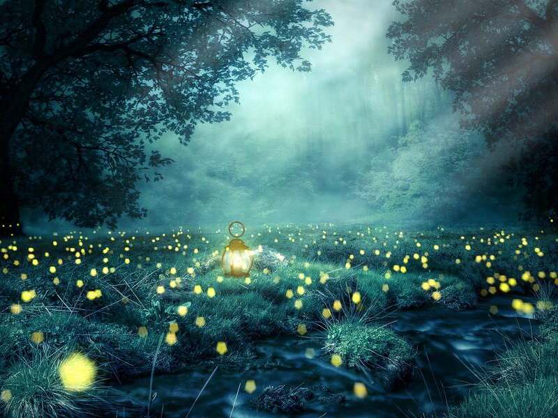 Les nuits des forêts